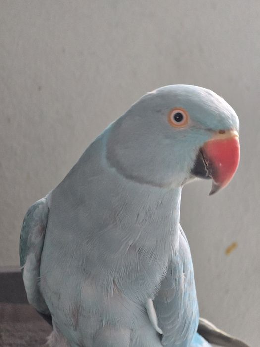 Papagal Micul Alexandru