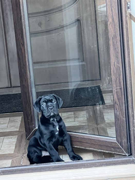 Femela de cane corso
