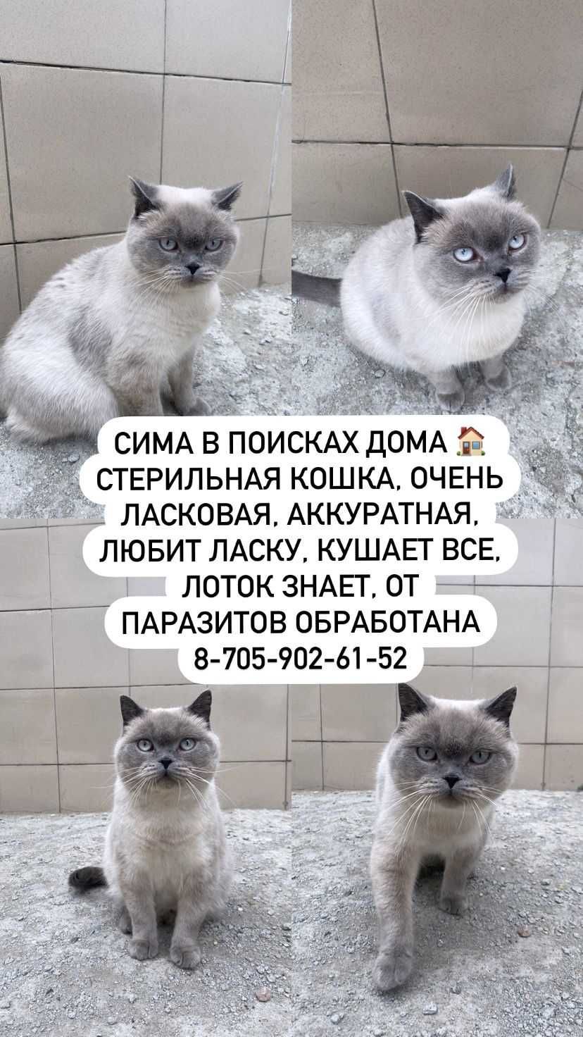 Сима ищет дом и любящих хозяев!