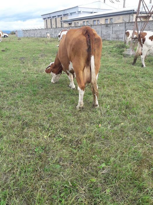 Vând vacă bălțată