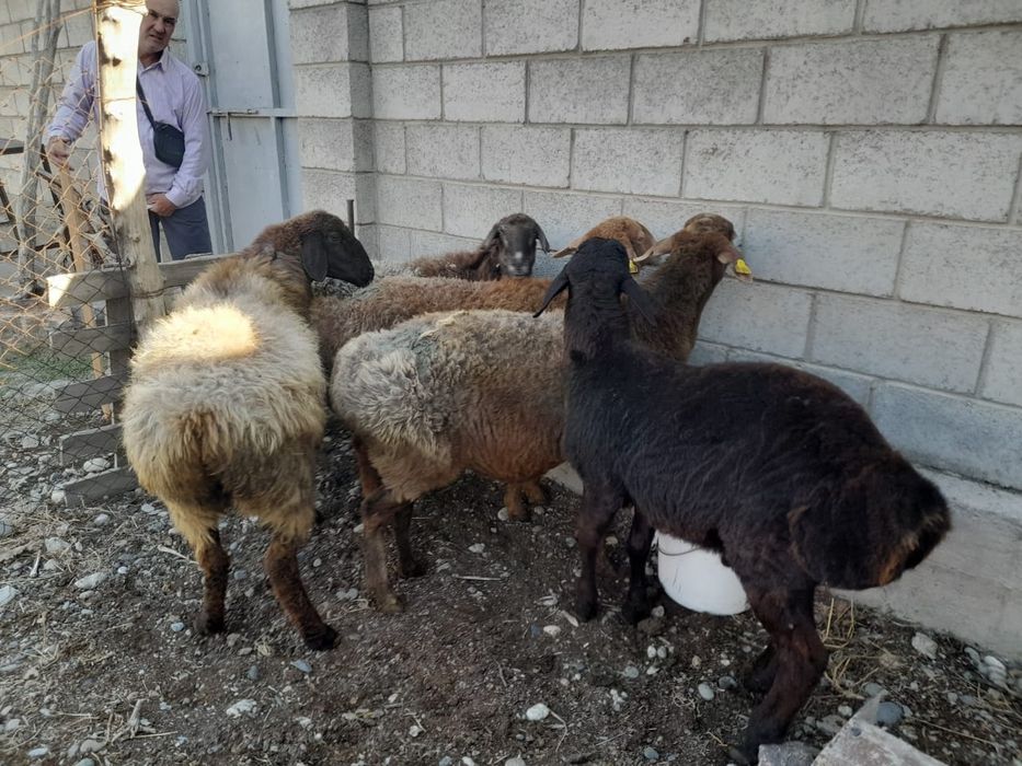 Қой. Семіз саулықтар сатылады