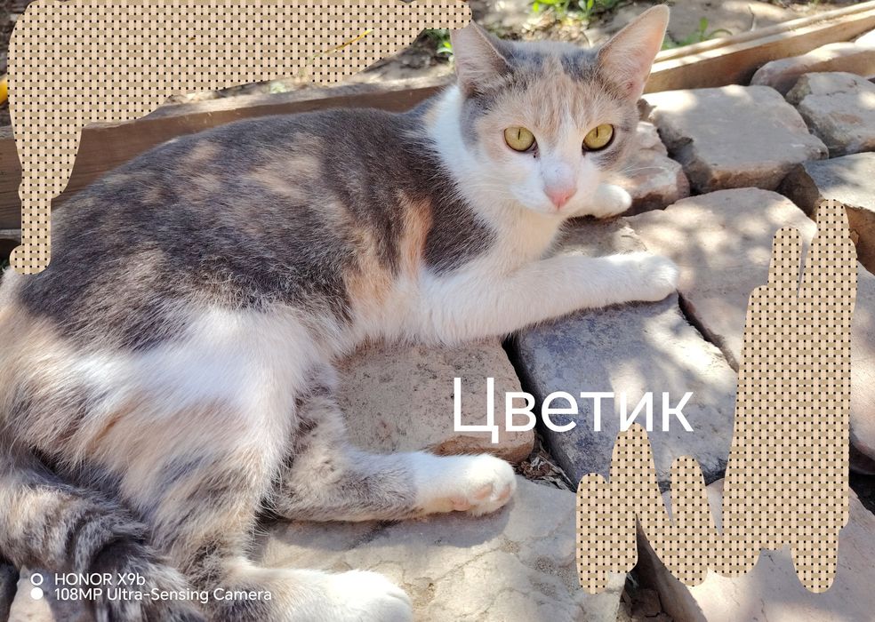 Отдам в добрые руки