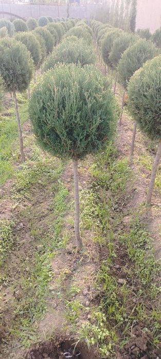 Manzaralari archalar