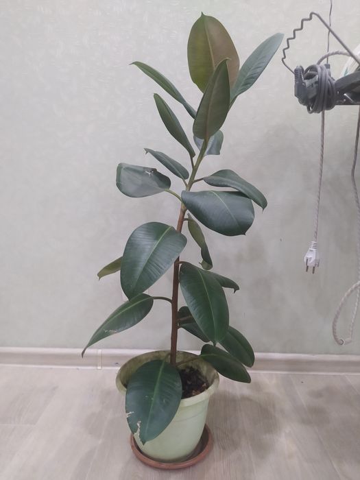 Фикус 1м в высоту