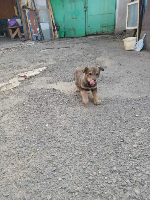 Продам щенка Алабай-кавазец