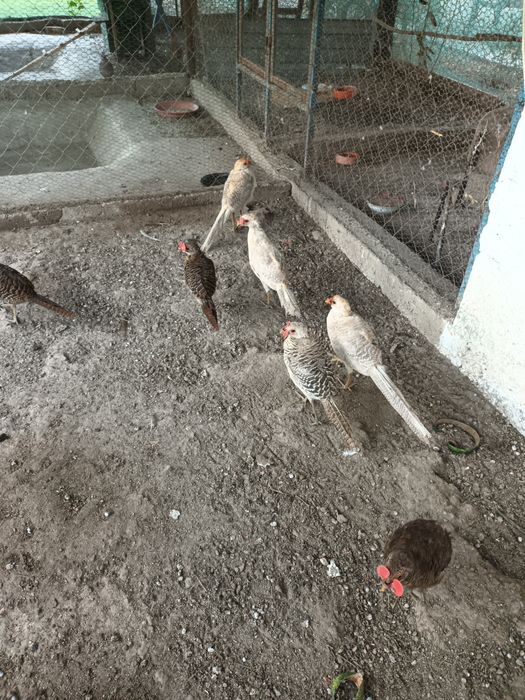 Fazani aurii pe rosu si galben