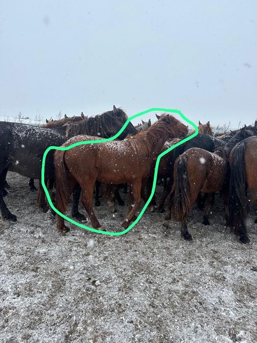 Продаётся  Согум - Байтал, 3- ий год