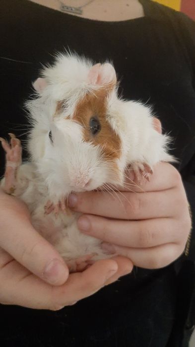 Морские свинки абиссинской породы — милые, умные и ручные! 50тыс сум