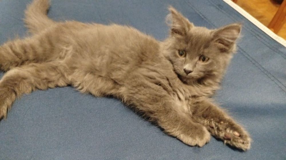 Котенок в хорошие руки