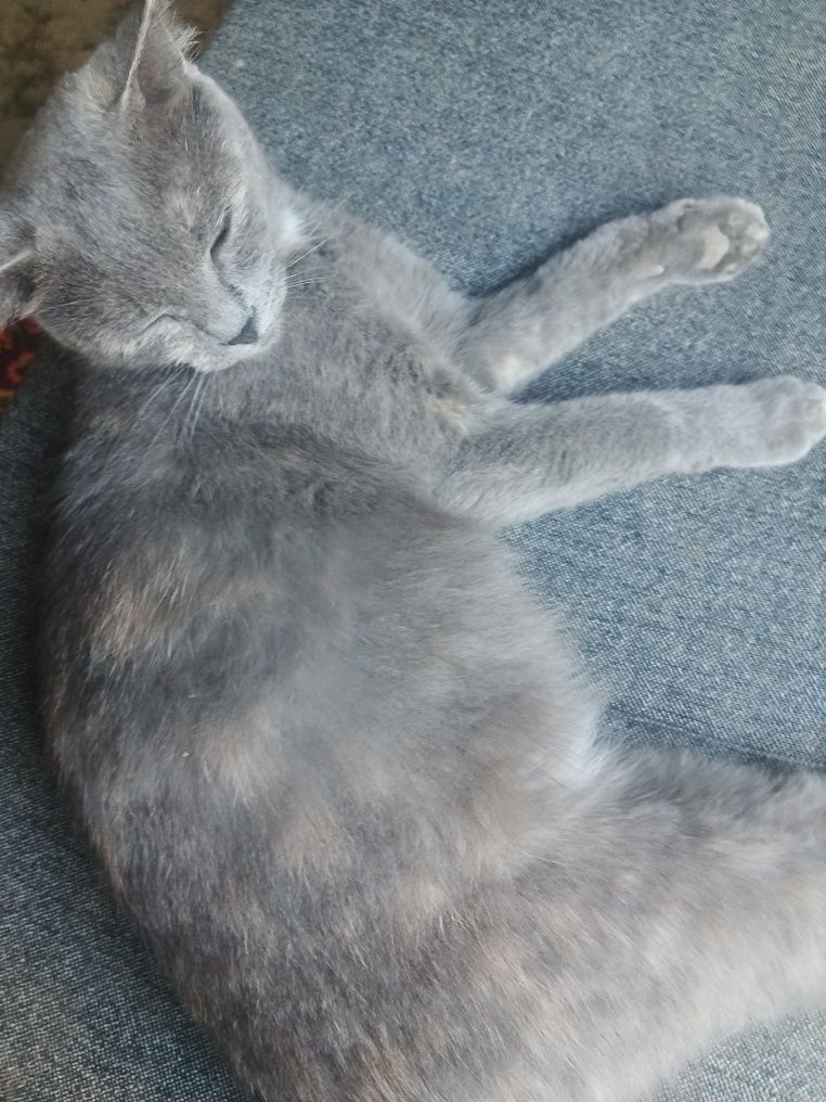 Scottish fold qornida bolasi bor