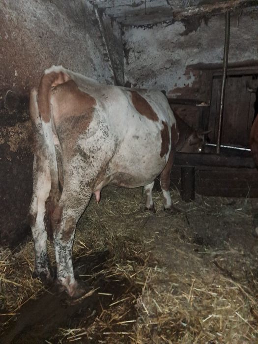 De vânzare vaca de abator