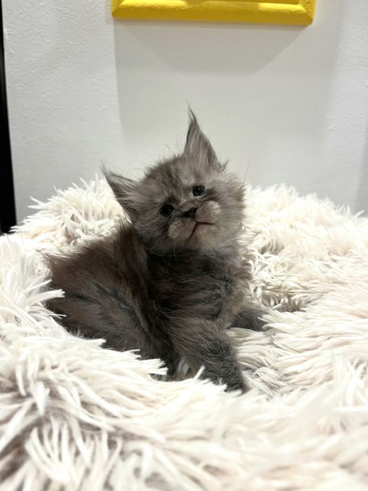 Baietel Maine Coon PEDIGREE Felisa