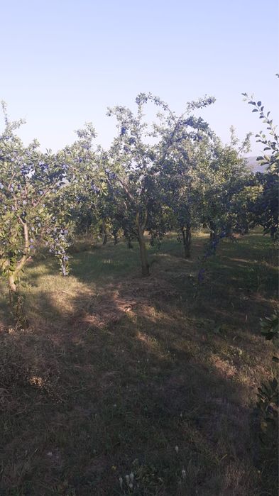 Livada prune 10ha jud Sibiu