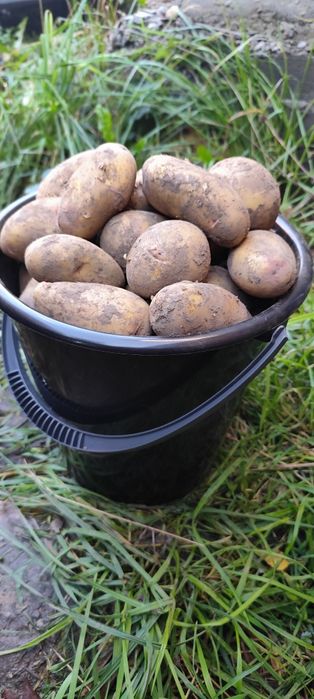 Свежий картофель 3000