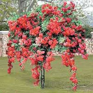 Pomi ornamentali  trandafiri tip pomi  plângători