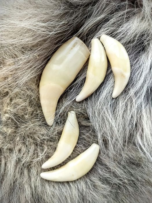 кулоны клык и коготь волка