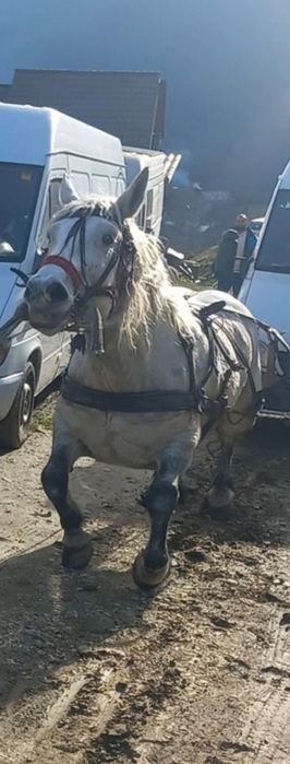 Vând iapa de 7 ani, gestanta în 7 luni