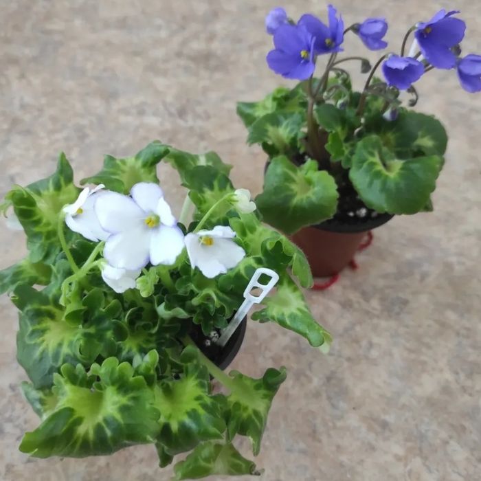 Фиалка ВаТ-Зайчишка Серенький комнатное растение