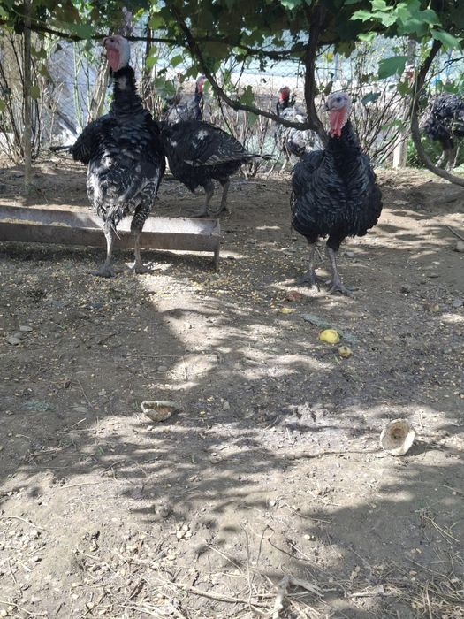 Curcani pentru sacrificat