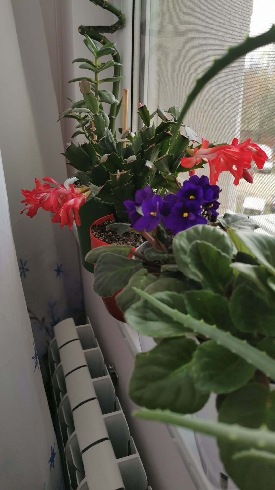 Violete de parma flori de apartament plante cu flori colorate