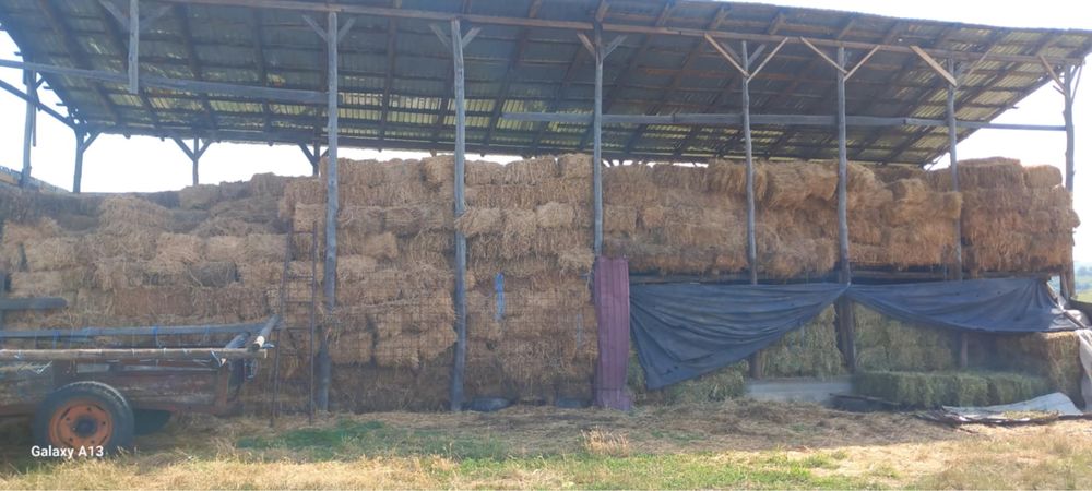 Baloți de lucernă+ baloți de paie, anul acesta