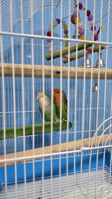 Papagali amorezi