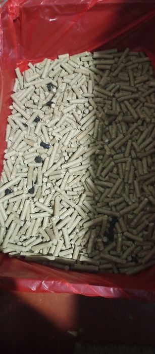 Judayam aqlli toza zotli mushukchalar