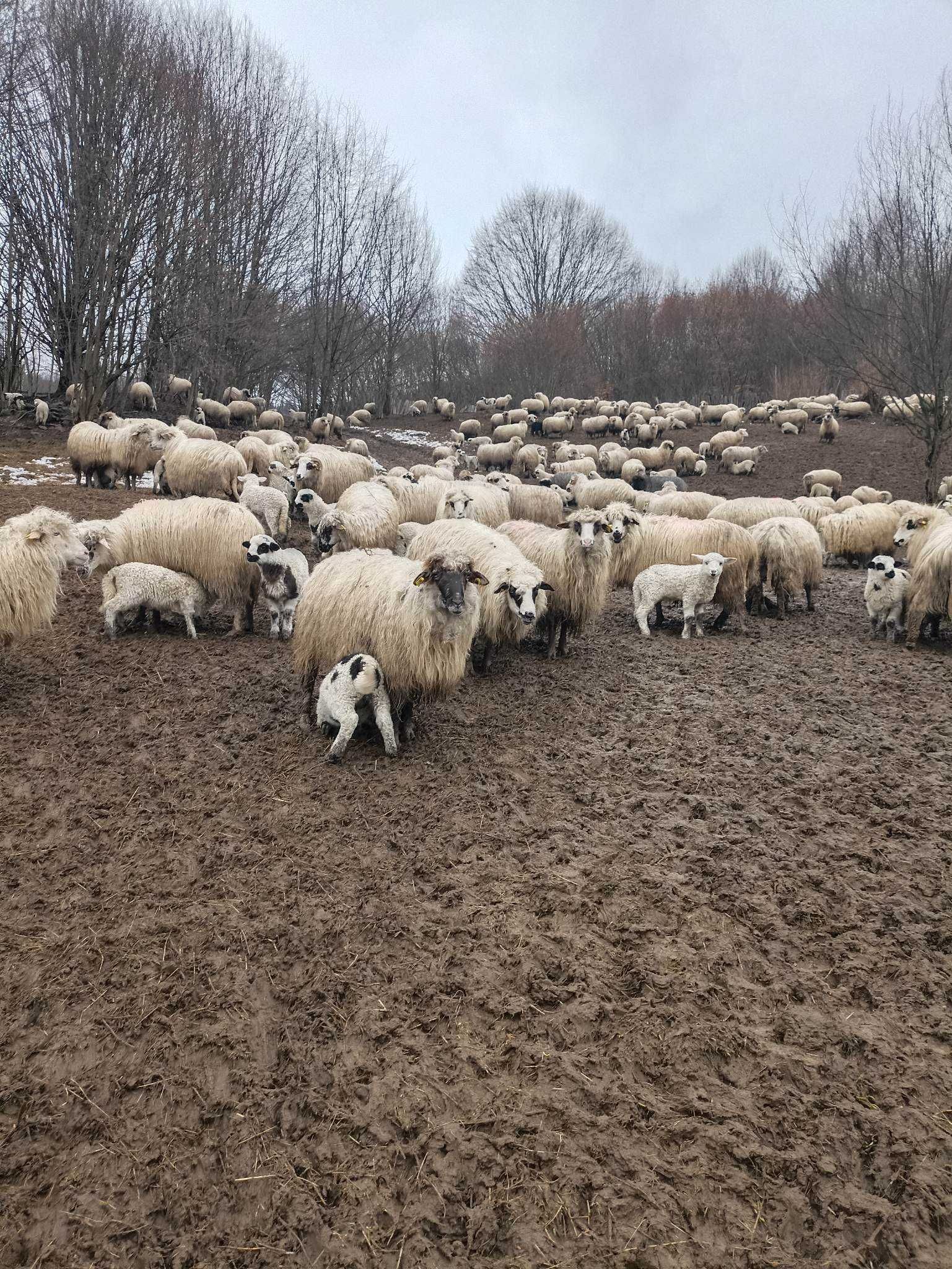 Vând 100 oi țurcană înscrise în cop.