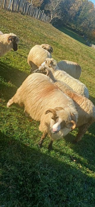 Berbece breaz de vânzare