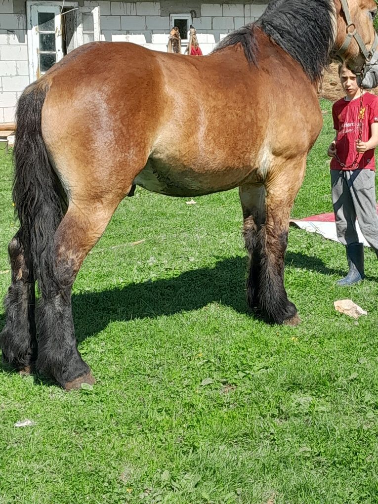 Vând  mnz de un an și 8 luni foarte cuminte  din cai grei curat fără