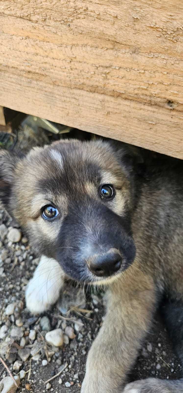 Catei gratis pentru adoptie- prieteni loiali cauta familie!