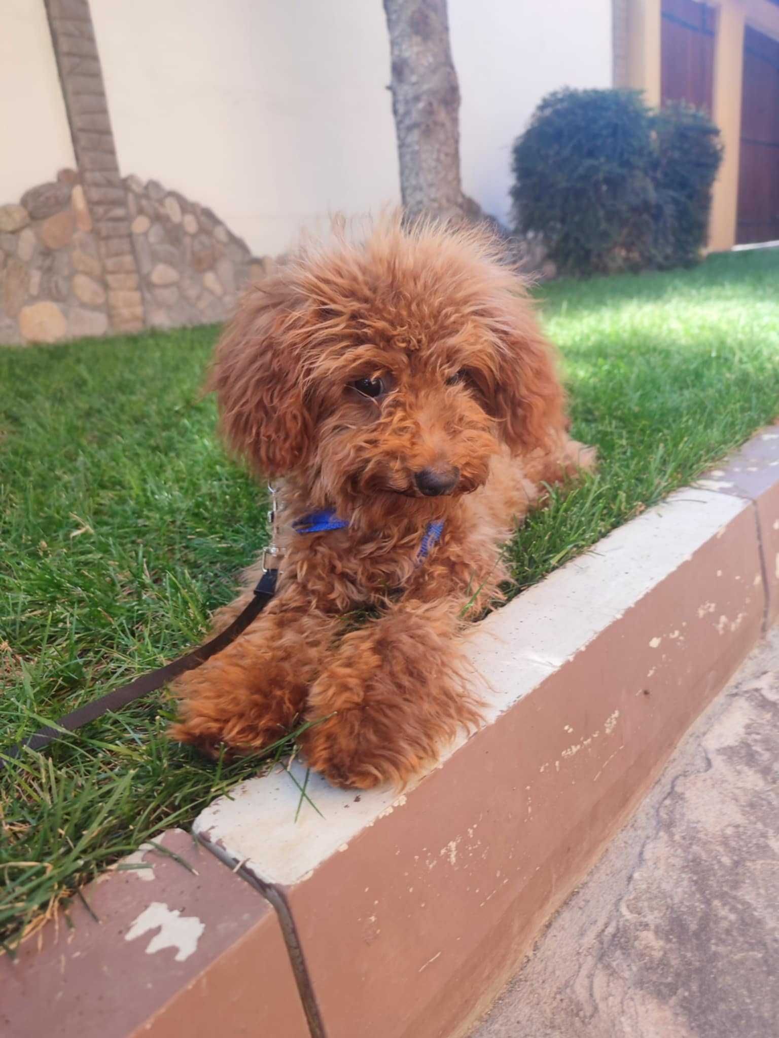 Пудел Той/Poodle Toy