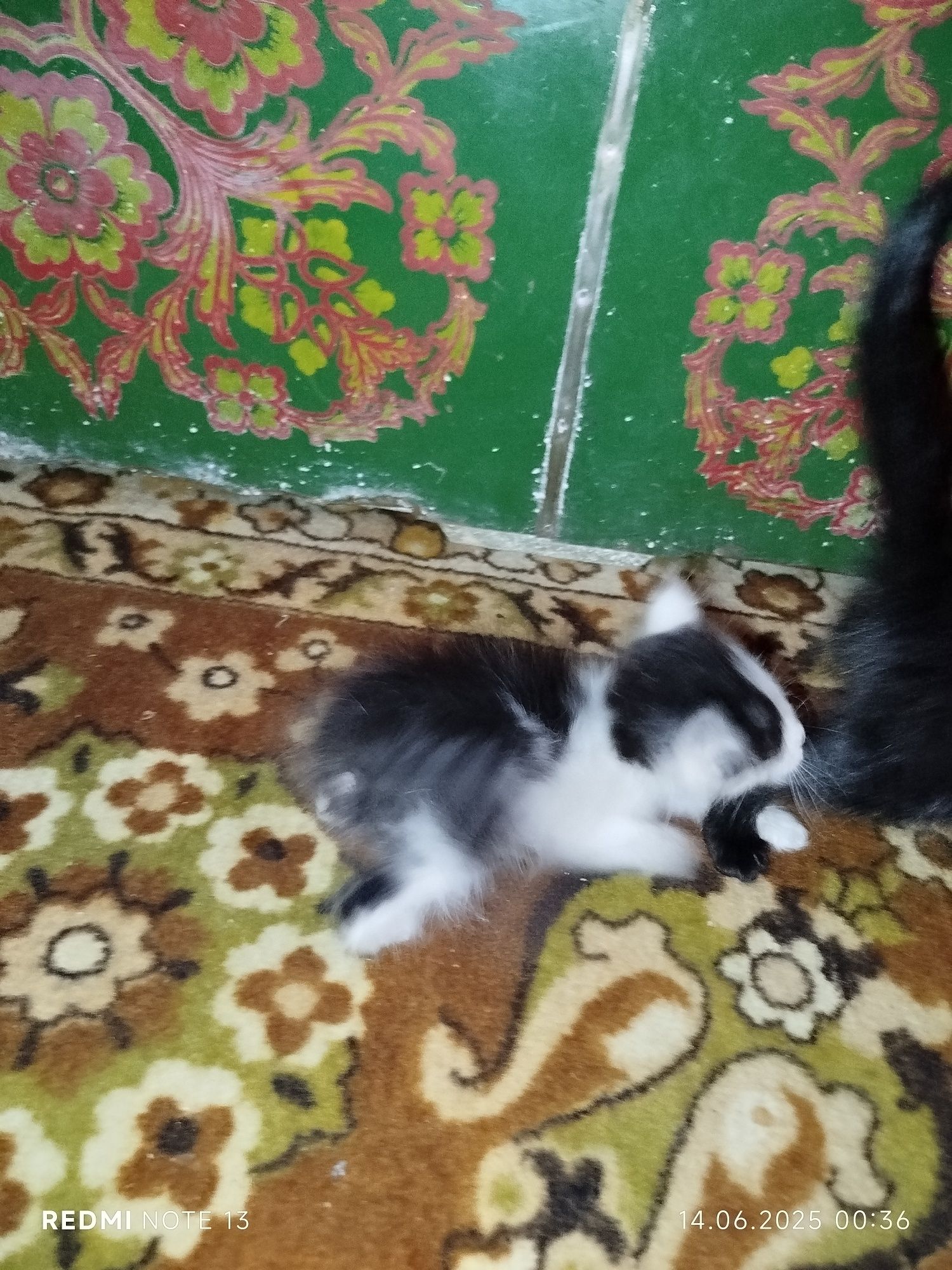 Mushuk bolalari 2ta