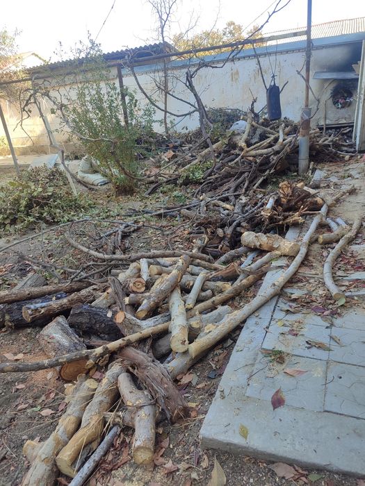 Utin sotiladi mevali daraxt..