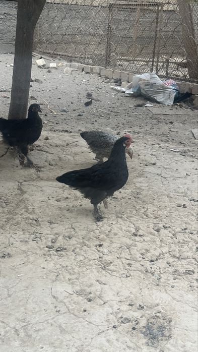 Япон товуқлар сотилади.