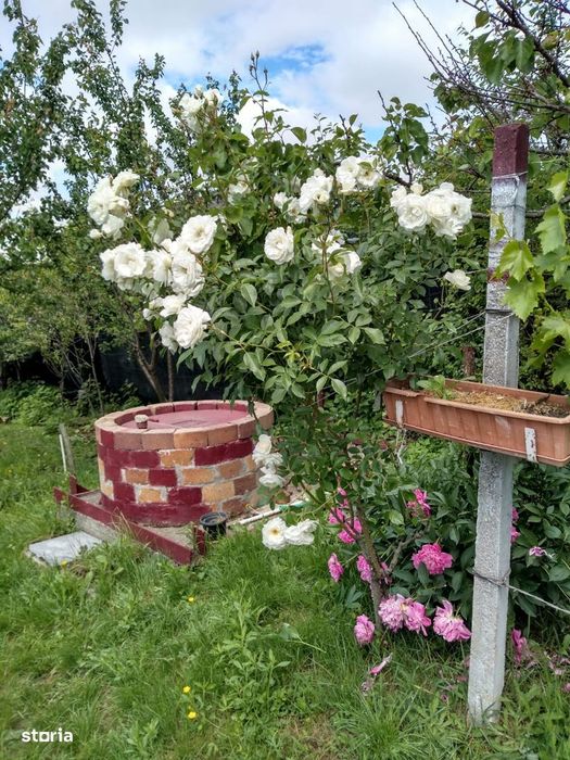 Teren cu anexa, strada Renasterii, Oradea