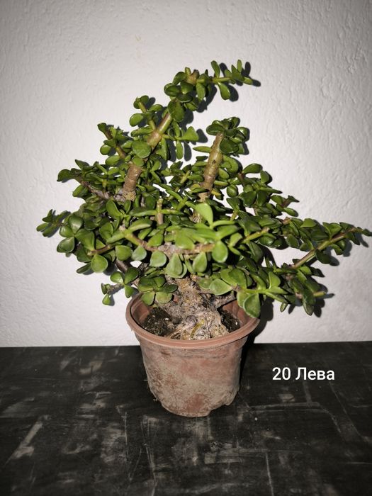 Портулакария Афра