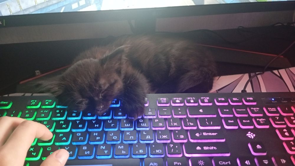 Отдам в добрые руки