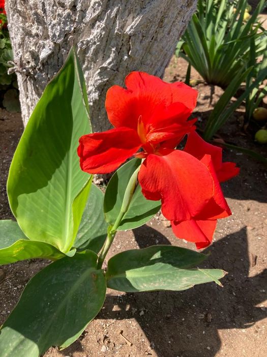 Дача в обществе СПП