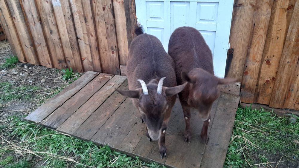 2 iedițe Murciano-Granadina