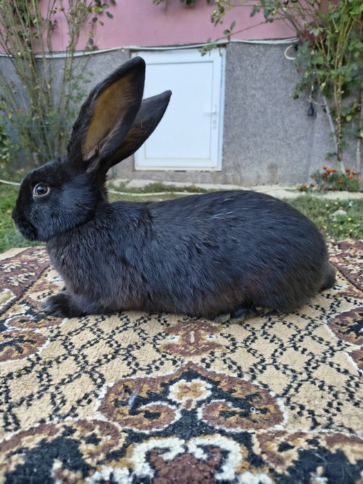 Mascul Pestriț German