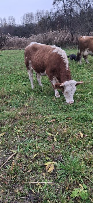 Vitea juninca montata