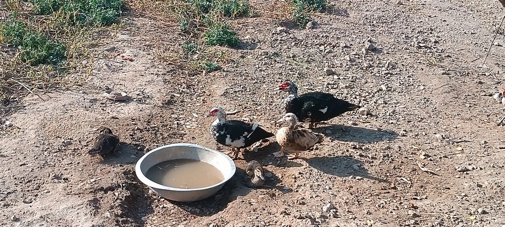 Indoutkalar sotiladi arzonroq bervoraman hammasini olganga
