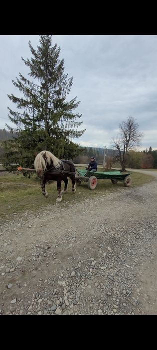 Armasar Comtois  2 ani jumate adus din Franta