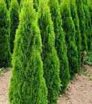 Plante Ornamentale