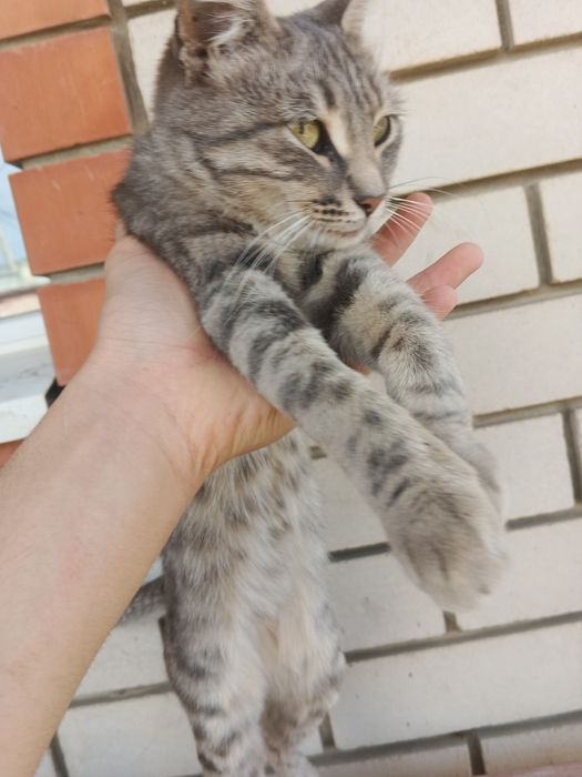 Отдам кошку на хорошие руки она ласковая