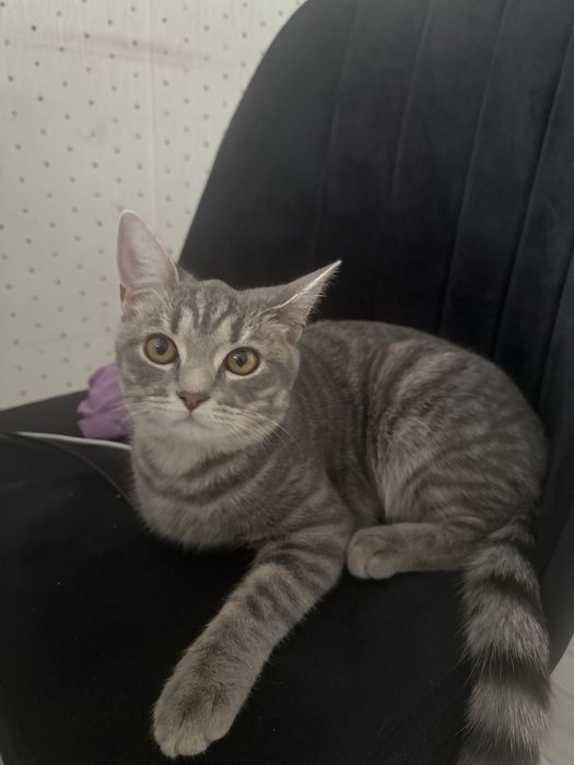 Отдам кошку в хорошие добрые руки