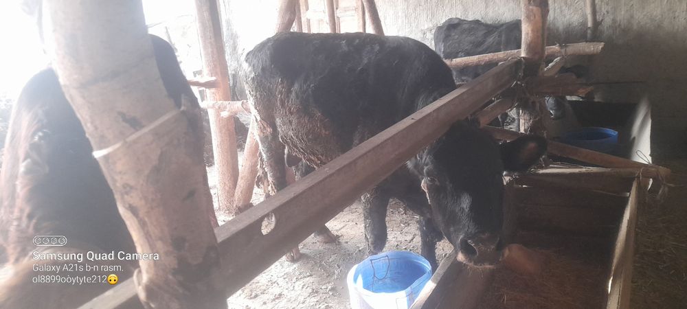 сотилади букалар