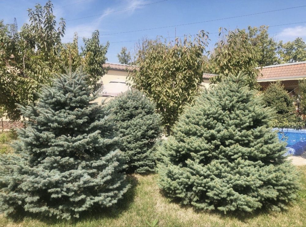 Продается Хасанбай 5 соток Евродом Юнусабадский район