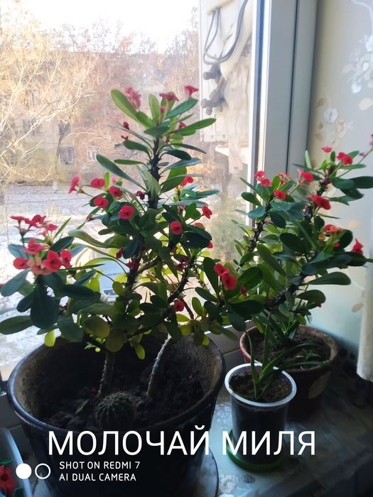 МОЛОЧАЙ МИЛЯ цветок на горшке